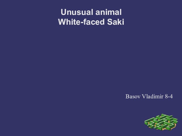 Unusual animal White-faced SakiBasov Vladimir 8-4