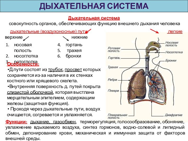 ДЫХАТЕЛЬНАЯ СИСТЕМАДыхательная система  совокупность органов, обеспечивающих функцию внешнего дыхания человеканосовая полость носоглоткаротоглоткаОсобенности:Д.пути состоят из