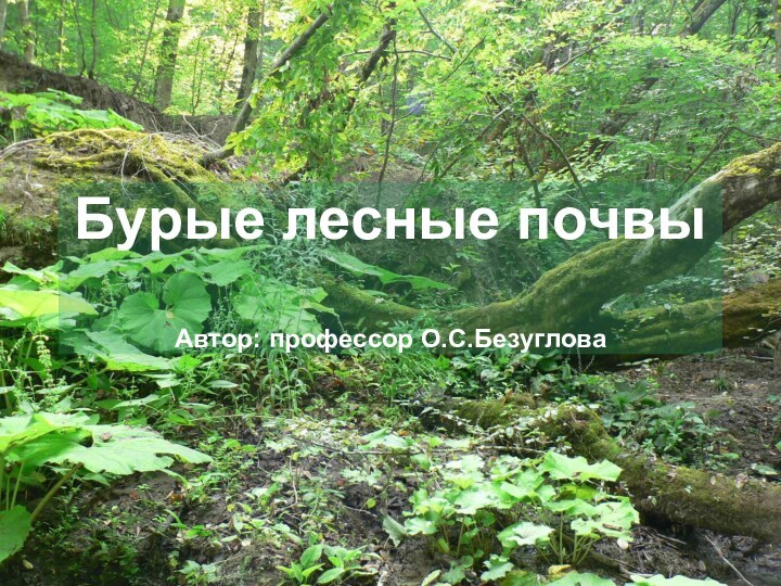 Бурые лесные почвы  Автор: профессор О.С.Безуглова
