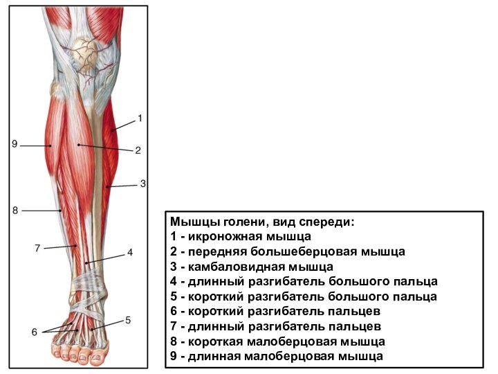Мышцы голени, вид спереди: 1 - икроножная мышца2 - передняя большеберцовая мышца3 -