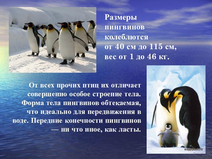 Размерыпингвинов колеблются от 40 см до 115 см, вес от 1 до