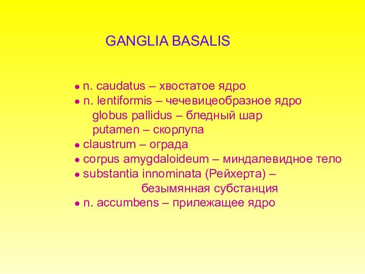 GANGLIA BASALIS● n. caudatus – хвостатое ядро
