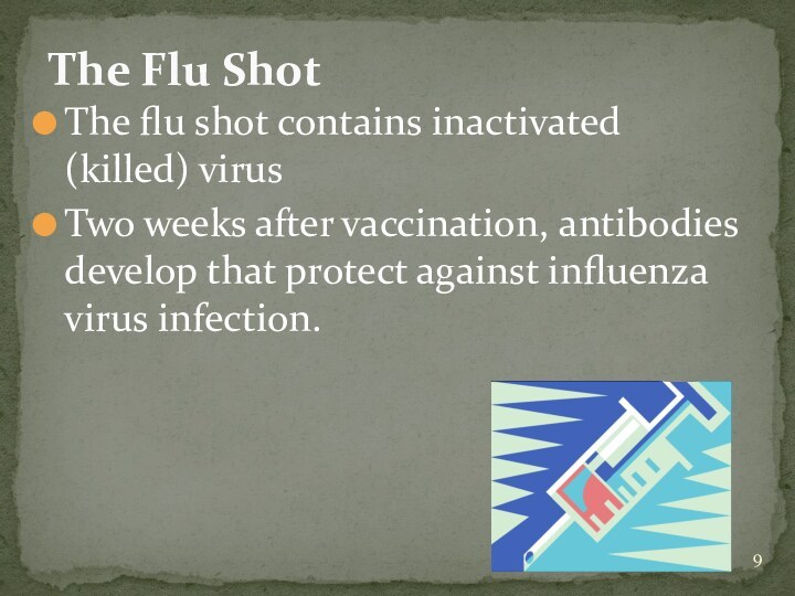 The flu shot contains inactivated (killed) virusTwo weeks after vaccination, antibodies develop