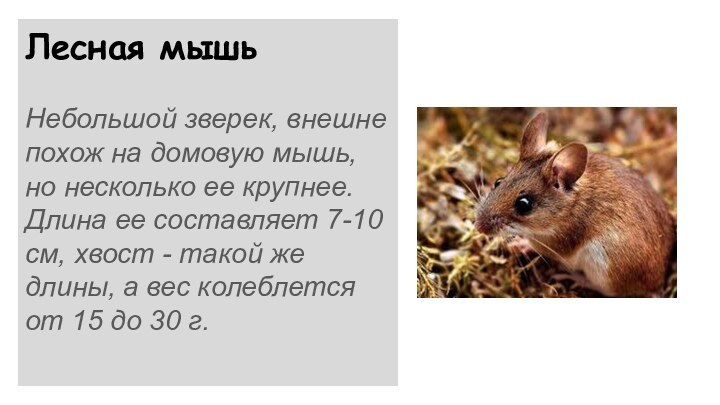 Лесная мышьНебольшой зверек, внешне похож на домовую мышь, но несколько ее крупнее.