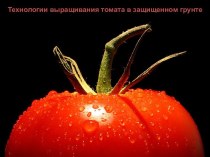 Технологии выращивания томата в защищенном грунте