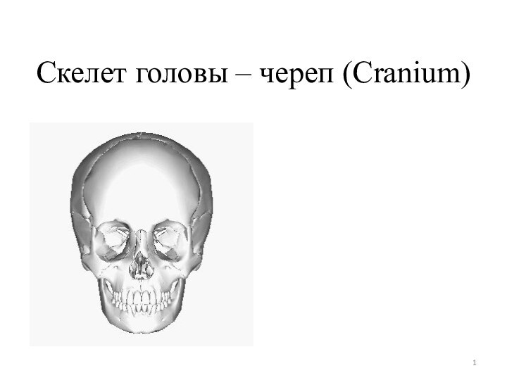 Скелет головы – череп (Cranium)