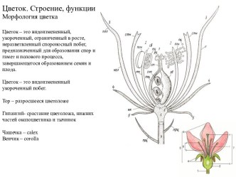 Цветок. Строение, функции и морфология цветка