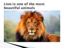 Lion is one of the most beautiful animals