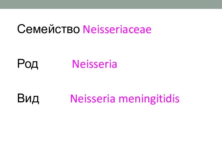 Семейство NeisseriaceaeРод      Neisseria  Вид