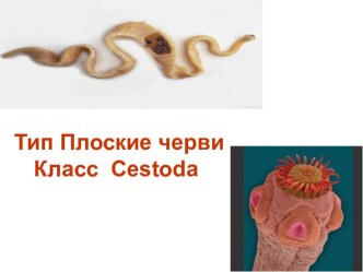Тип Плоские черви. Класс Cestoda