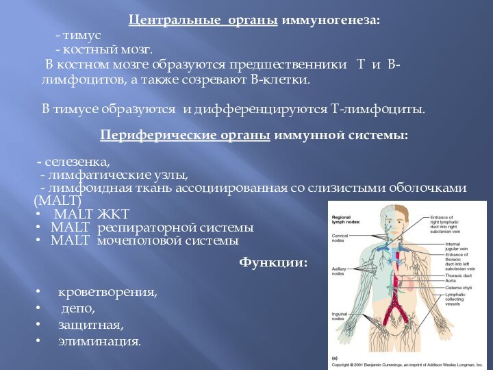 Центральные органы иммуногенеза:  - тимус   - костный мозг. В