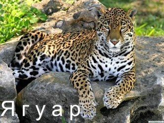 Млекопитающие ягуар