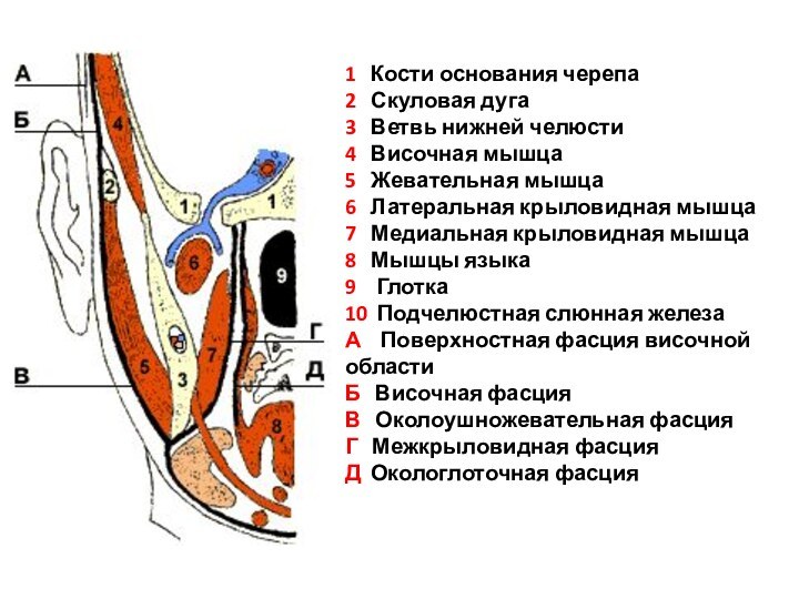 1  Кости основания черепа2  Скуловая дуга3  Ветвь нижней челюсти4