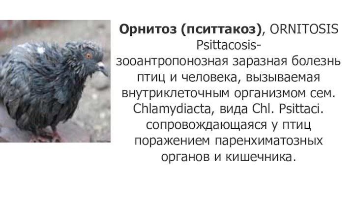 Орнитоз (пситтакоз), ORNITOSIS Psittacosis- зооантропонозная заразная болезнь птиц и человека, вызываемая внутриклеточным