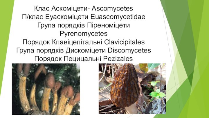 Клас Аскоміцети- Ascomycetes П/клас Еуаскоміцети Euascomycetidae Група порядків Піреноміцети Pyrenomycetes Порядок Клавіцепітальні