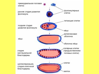 Развитие эмбриона мухи дрозофилы