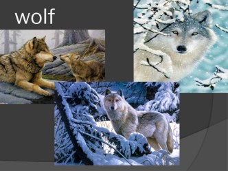 Wolf. Fact