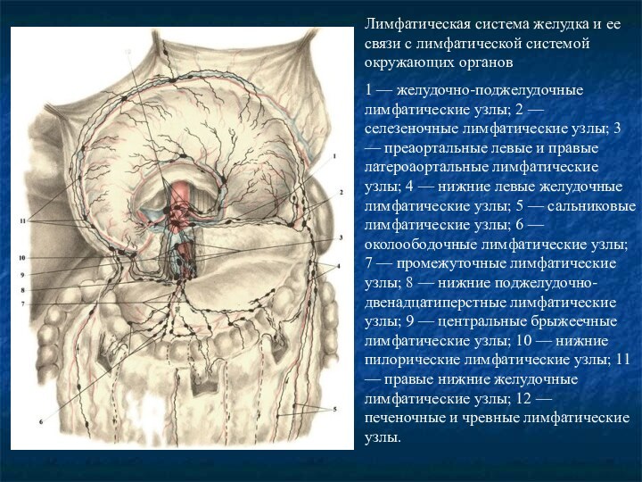 Лимфатическая система желудка и ее связи с лимфатической системой окружающих органов1 —