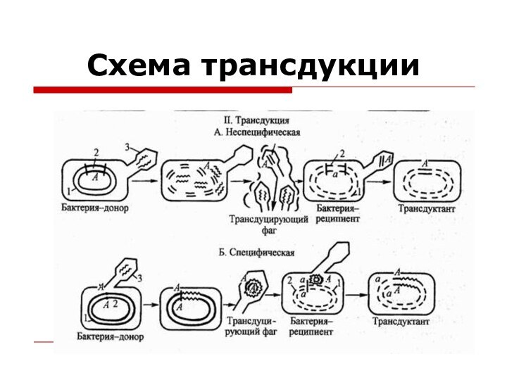 Схема трансдукции