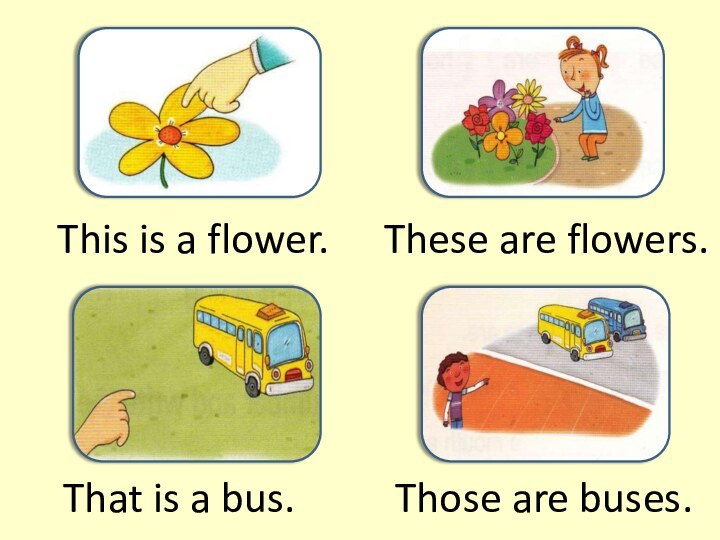 This is a flower. These are flowers. That is a bus. Those are buses.