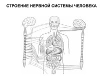 Строение нервной системы человека. (Лекция 5)