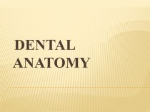 Dental anatomy