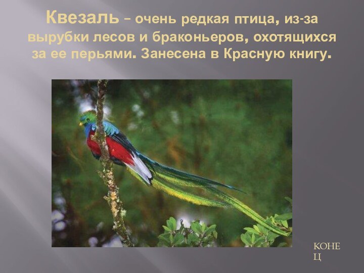 Квезаль – очень редкая птица, из-за вырубки лесов и браконьеров, охотящихся за