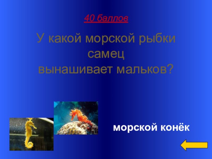 40 баллов У какой морской рыбки самецвынашивает мальков?