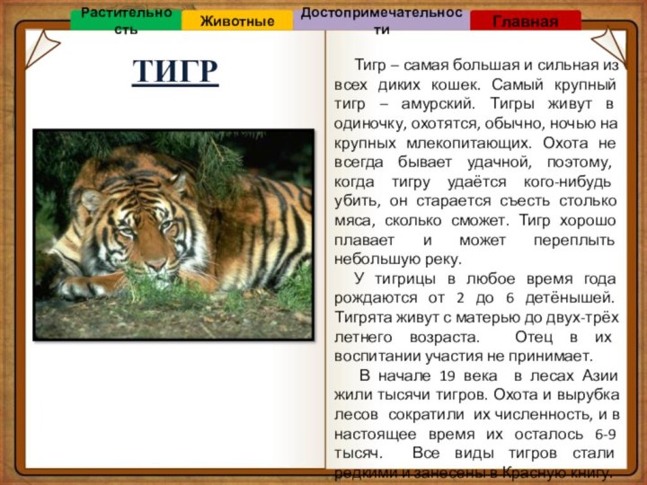ТИГРТигр – самая большая и сильная из всех диких кошек. Самый крупный