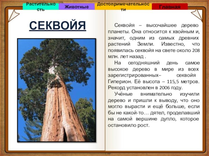 СЕКВОЙЯСеквойя – высочайшее дерево планеты. Она относится к хвойным и, значит, одним