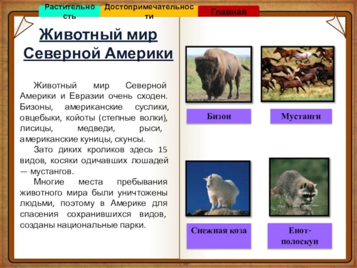 Животный мир Северной АмерикиБизонСнежная козаМустангиЕнот-полоскунЖивотный мир Северной Америки и Евразии очень сходен.