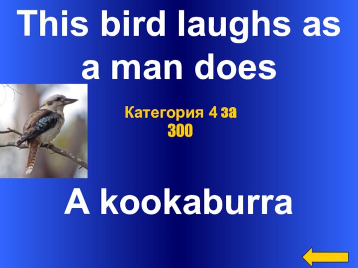 This bird laughs as a man doesA kookaburraКатегория 4 за 300