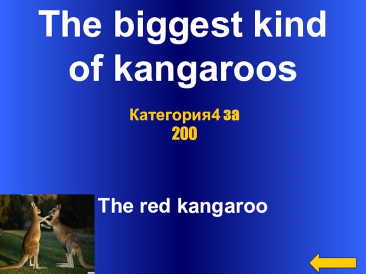 The biggest kind of kangaroosThe red kangarooКатегория4 за 200
