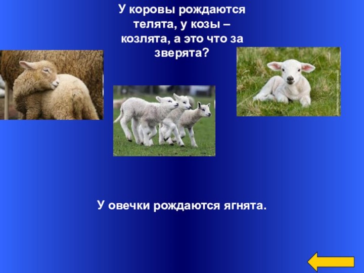 У коровы рождаются телята, у козы –козлята, а это что за зверята?У овечки рождаются ягнята.
