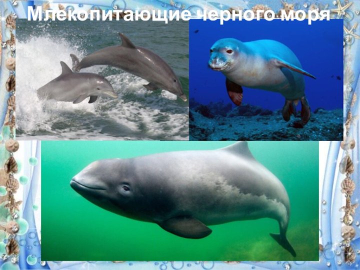 Млекопитающие черного моря