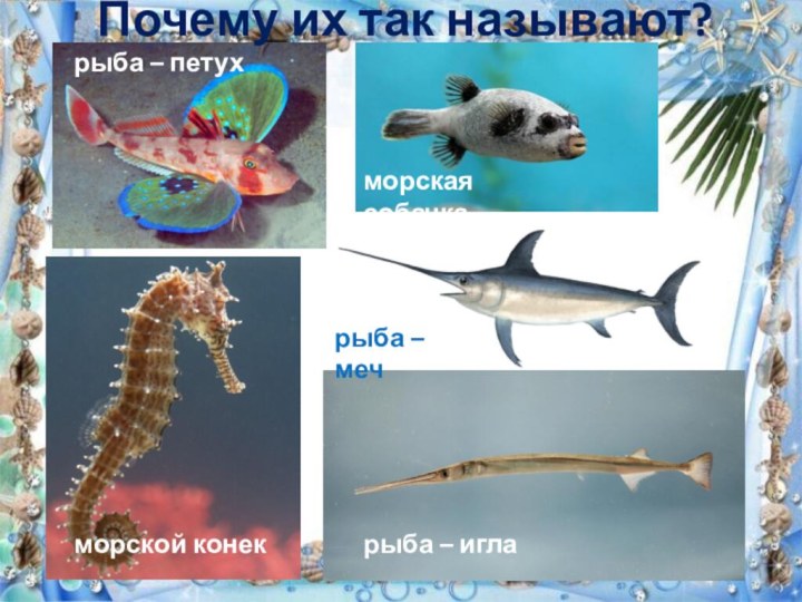 морской конекрыба – петухрыба – игларыба – мечморская собачкаПочему их так называют?