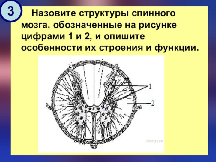 Назовите структуры спинного мозга, обозначенные на рисунке цифрами 1 и
