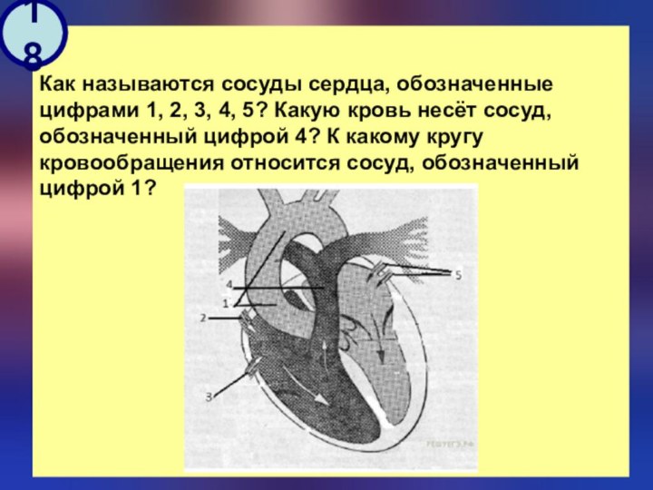 18Как называются сосуды сердца, обозначенные цифрами 1, 2, 3, 4,