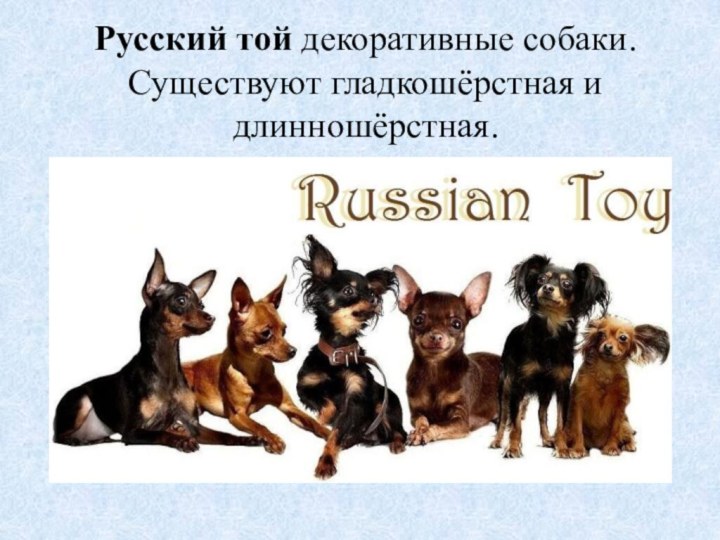 Русский той декоративные собаки. Существуют гладкошёрстная и длинношёрстная.
