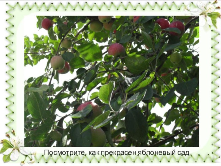 Посмотрите, как прекрасен яблоневый сад