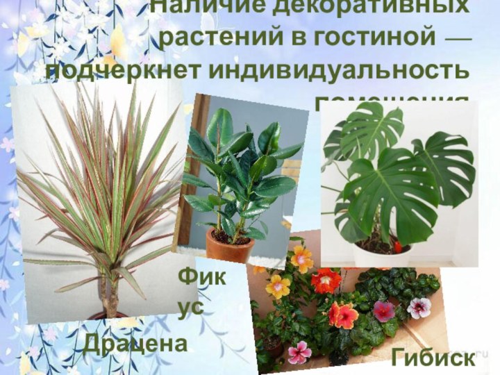 Наличие декоративных растений в гостиной — подчеркнет индивидуальность помещенияДраценаГибискусГибискусФикус