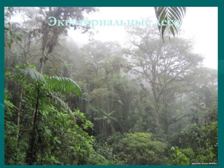 Экваториальные леса