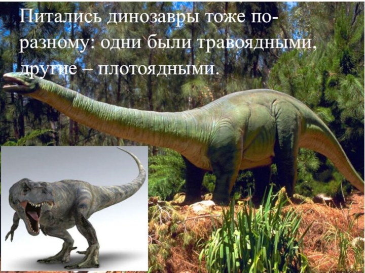 Питались динозавры тоже по-разному: одни были травоядными, другие – плотоядными.