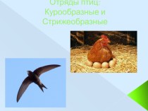Презентация по биологии на тему: Отряды птиц: Курообразные и Стрижеобразные (7 класс)