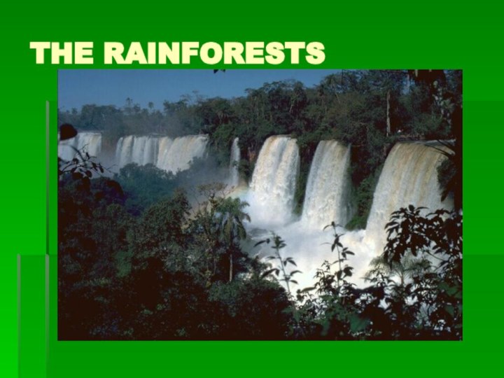 THE RAINFORESTS