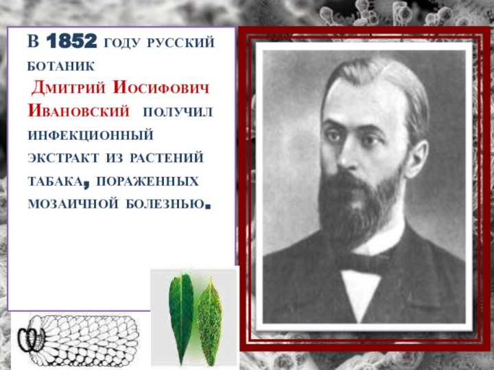 В 1852 году русский ботаник  Дмитрий Иосифович Ивановский получил инфекционный