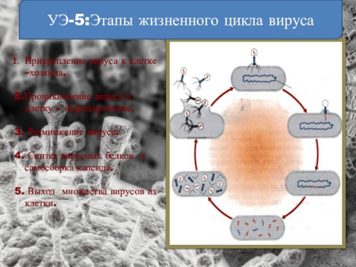УЭ-5:Этапы жизненного цикла вирусаПрикрепление вируса к клетке –хозяина.2.Проникновение вируса в клетку