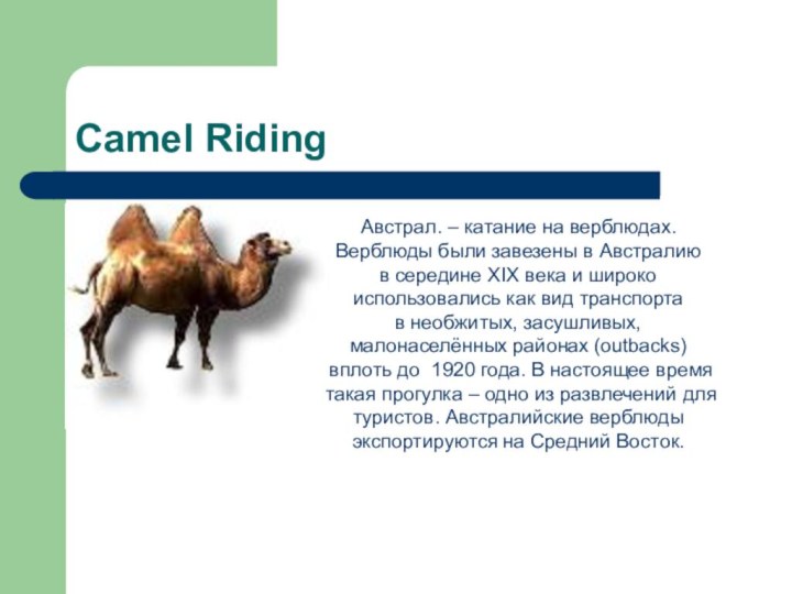 Camel RidingАвстрал. – катание на верблюдах.Верблюды были завезены в Австралиюв середине XIX