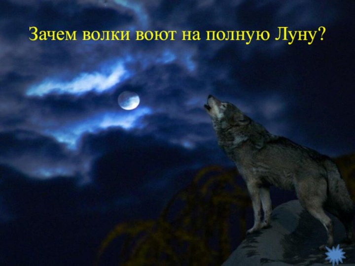 Зачем волки воют на полную Луну?