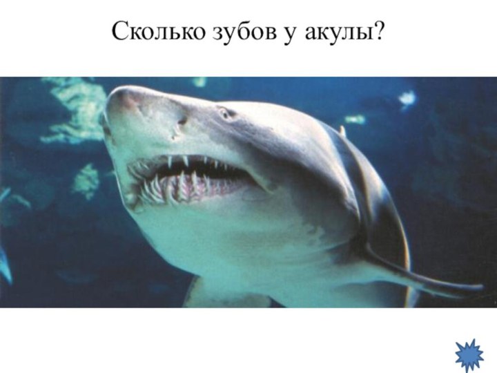 Сколько зубов у акулы?